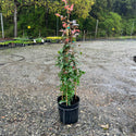 Zephirine Drouhin Climbing Rose 5 Gal