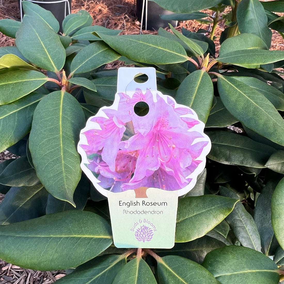 English Roseum Rhododendron 3&5 Gal