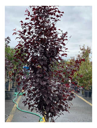 Thundercloud Purple Plum 7 Gal
