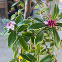 Pink Variegated Winter Daphne 3 Gal