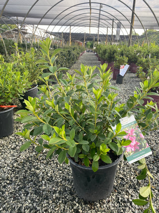 Formosa Azalea 3 Gal