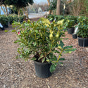 Nova Zembla Rhododendron 3 Gal