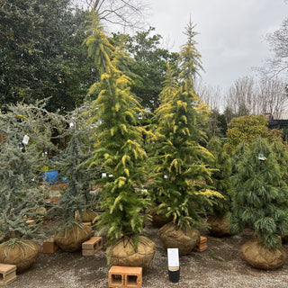 Golden Deodar Cedar 8-10'