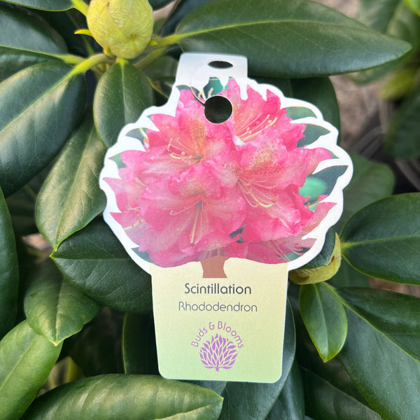 Scintillation Rhododendron 3 Gal