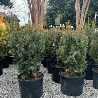 Hicks Yew 7 Gal