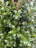 Acadiana Holly 15 Gal