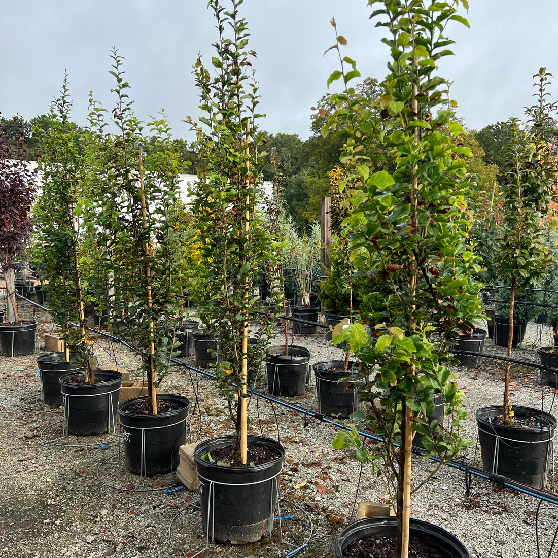 Golden Bell Tower Parrotia 15 Gal
