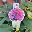 Boursault Rhododendron 3 Gal