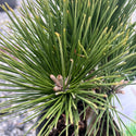 Thunderhead Pine