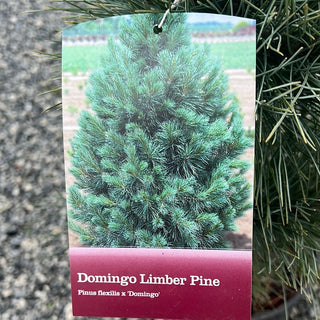 Domingo Pine 2 Gal