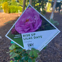 Rise Up Lilac Days Rose 3 Gal
