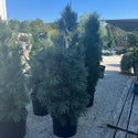 Vanderwolf's Pyramid Pine 7-8’