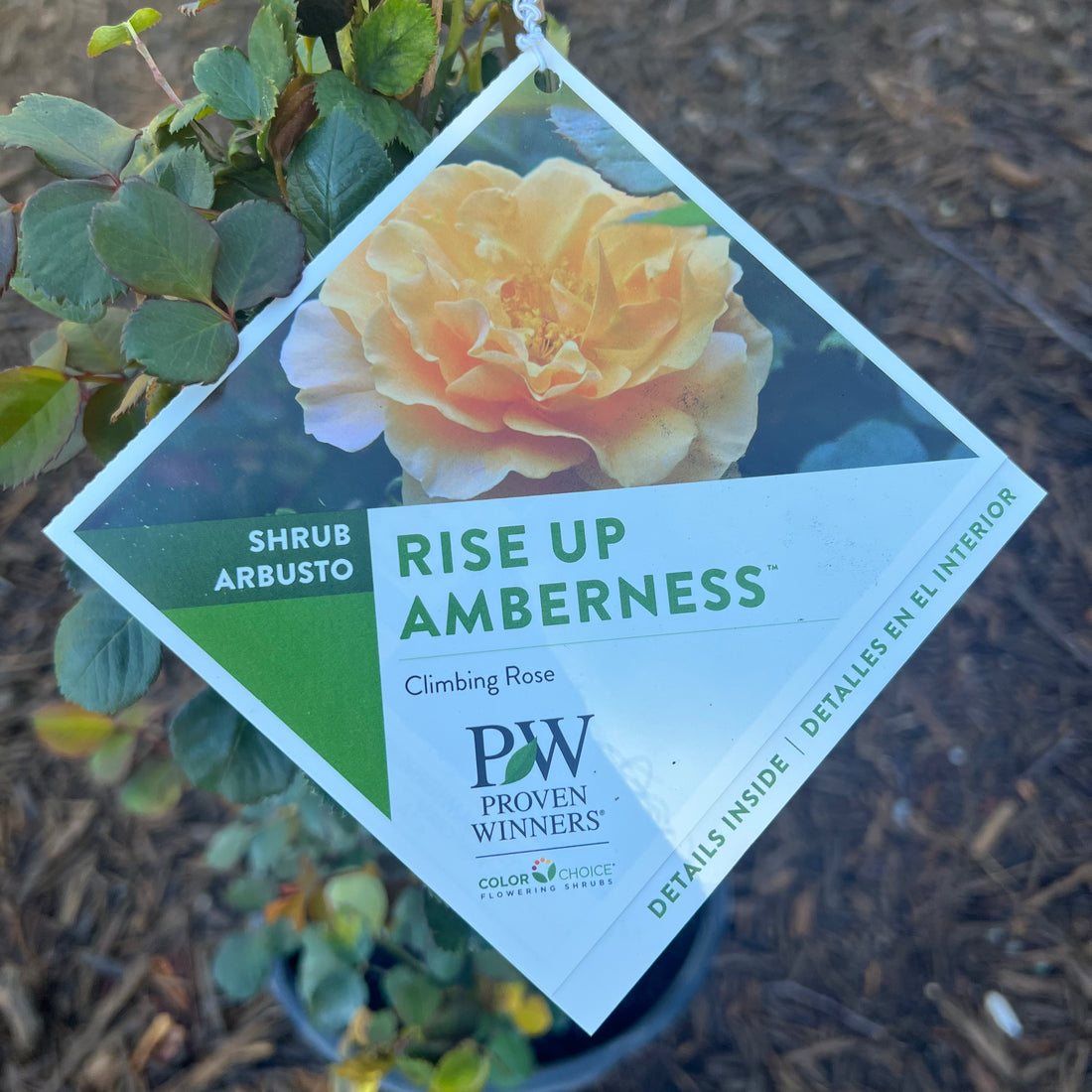Rise Up Amberness Rose 3 Gal