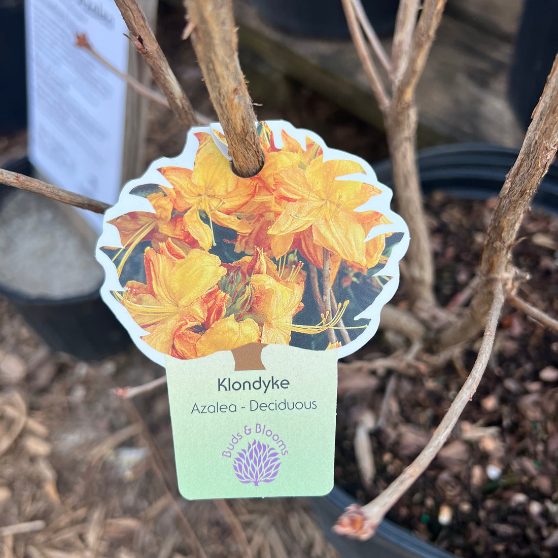 Klondyke Azalea 3 Gal