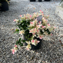 Snow-n-Summer Asiatic Jasmine 2 Gal