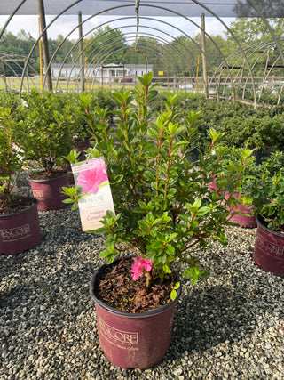 Autumn Carnation Encore Azalea 2&3 Gal
