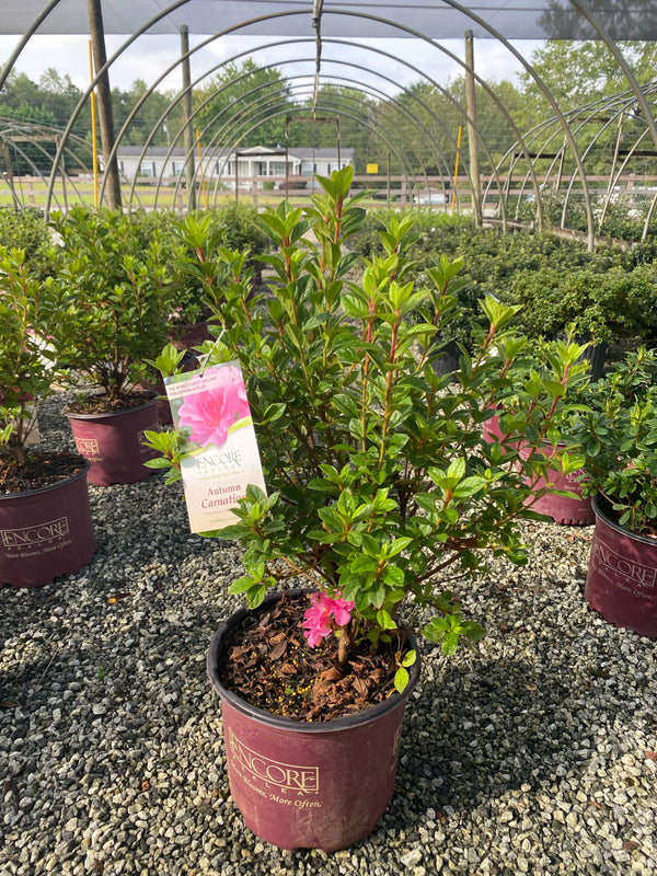 Autumn Carnation Encore Azalea 2&3 Gal