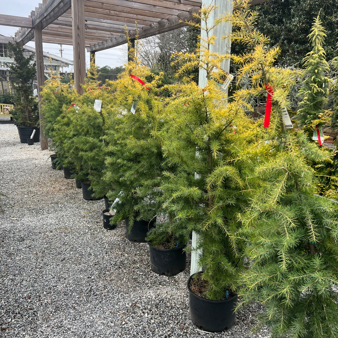 Gold Cone Deodar Cedar 6 Gal