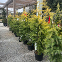 Gold Cone Deodar Cedar 6 Gal