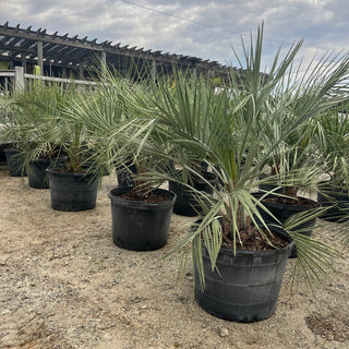 Pindo Palm 30 Gal