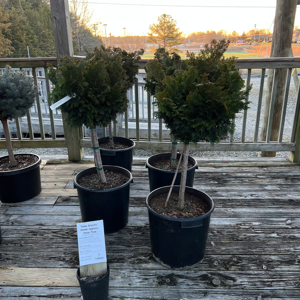 Nana Gracilis Hinoki Cypress 10G/Patio