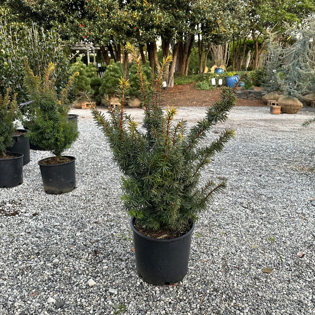Bright Gold Yew 3 Gal