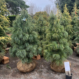 Dragon's Eye Korean Pine 4-5'