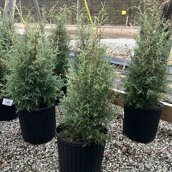 Carolina Sapphire Arizona Cypress 3 Gal