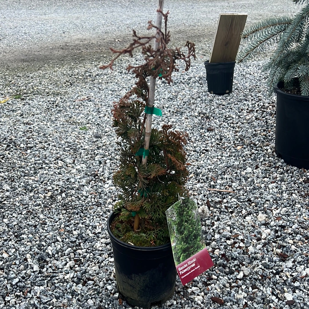 Gracilis Hinoki Cypress