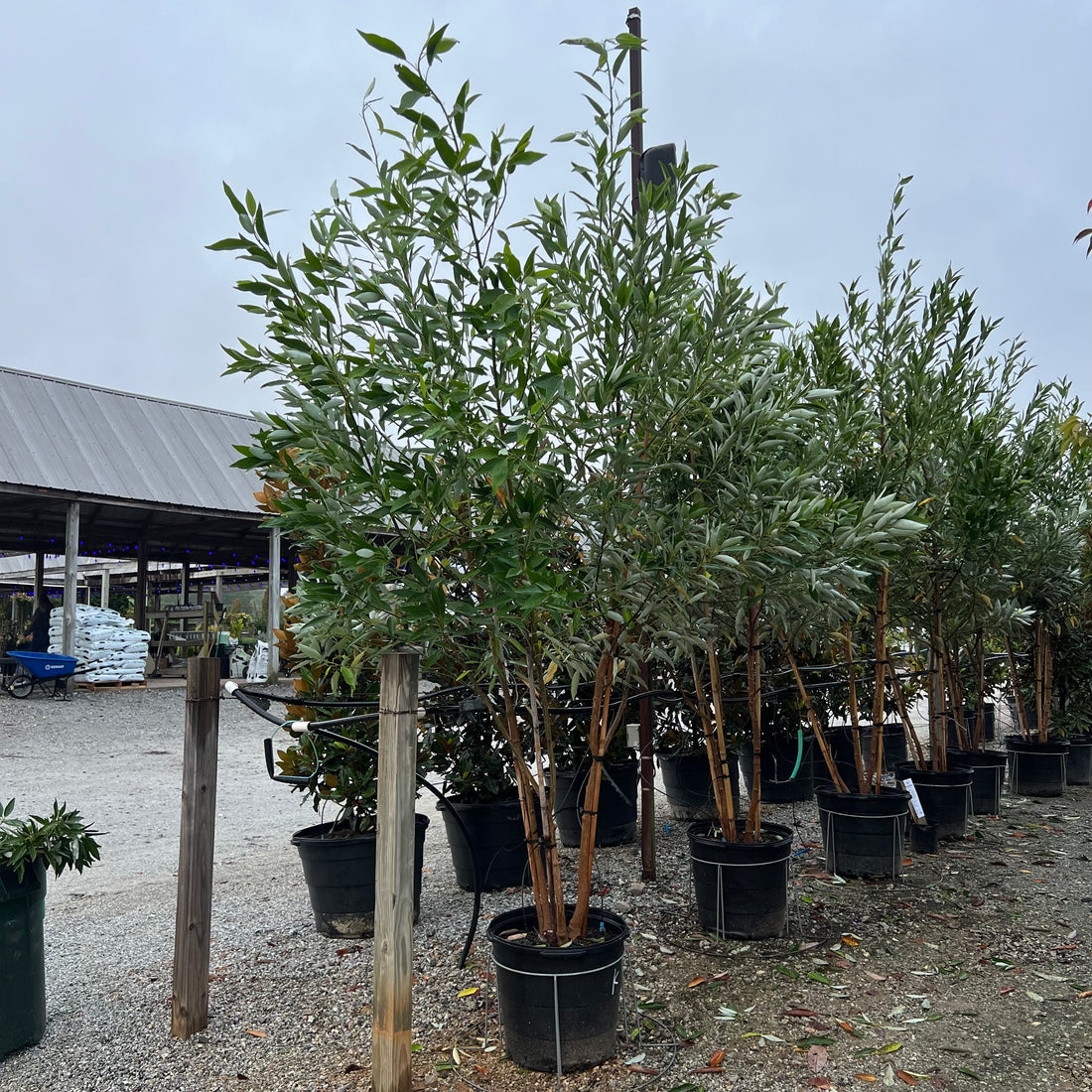 Keltyk Sweetbay Magnolia 15 Gal