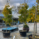 Golden Globe Ginkgo 45 Gal