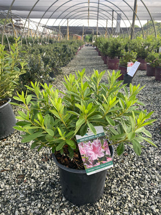 George Taber Azalea 3 Gal