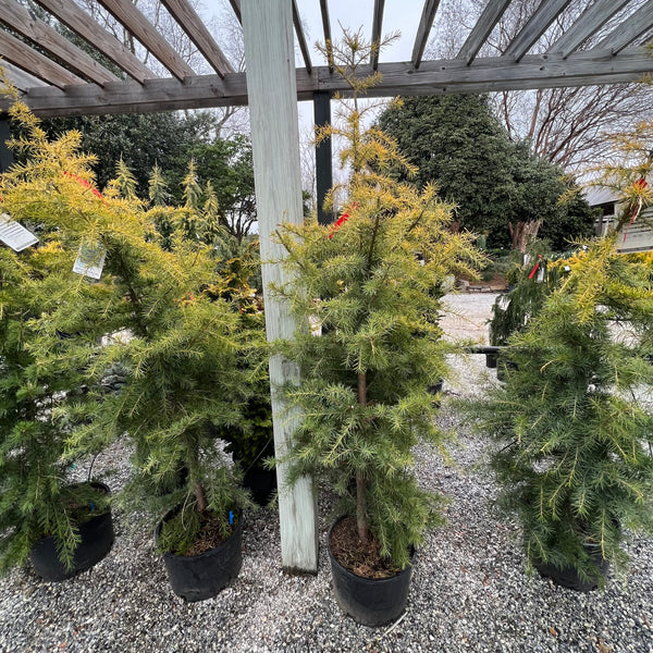 Gold Cone Deodar Cedar 6 Gal