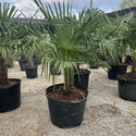 Windmill Palm 30 Gal