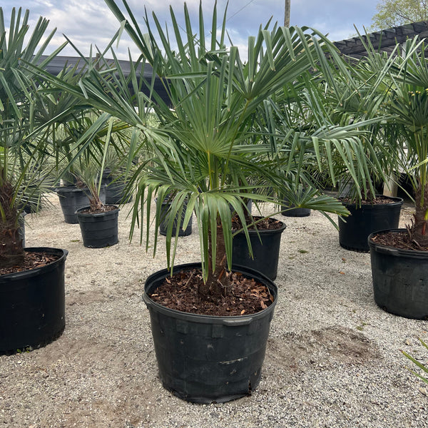 Windmill Palm 30 Gal