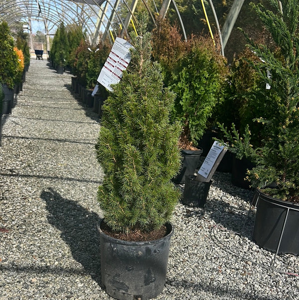 Dwarf Alberta Spruce 3 Gal