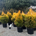 Forever Goldy Arborvitae 15 Gal