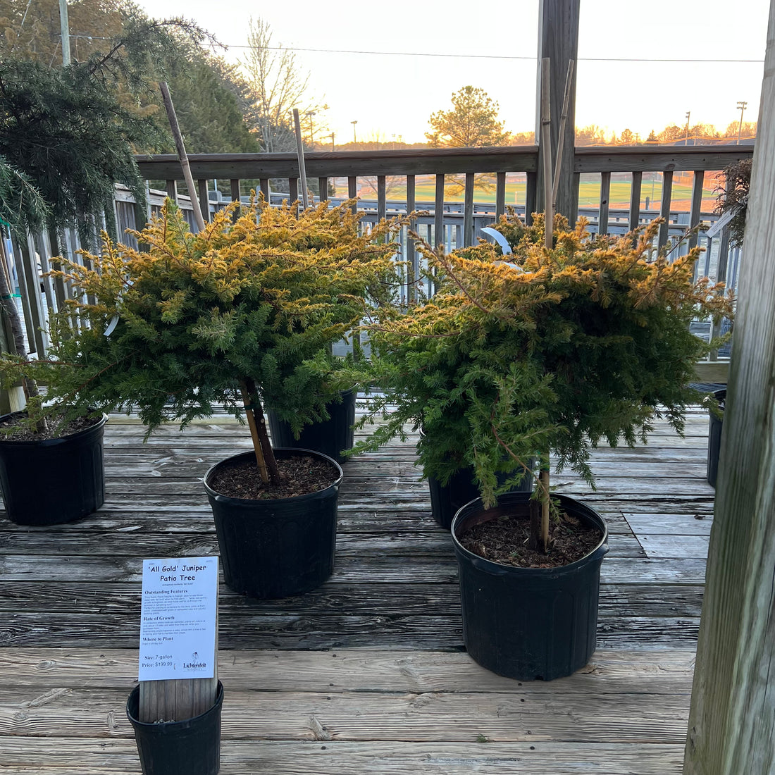 All Gold Juniper 7G/Patio