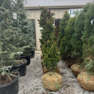 Vokel's Upright Hinoki Cypress 4-5’