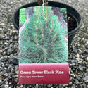 Green Tower Pine 1 Gal