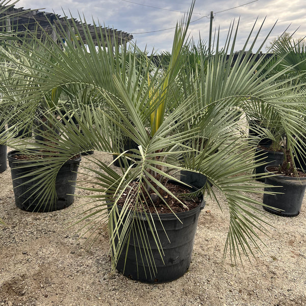 Pindo Palm 30 Gal