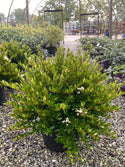 Raulston's Hardy Viburnum 3 Gal