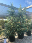 Patti Faye Deodar Cedar 30 Gal