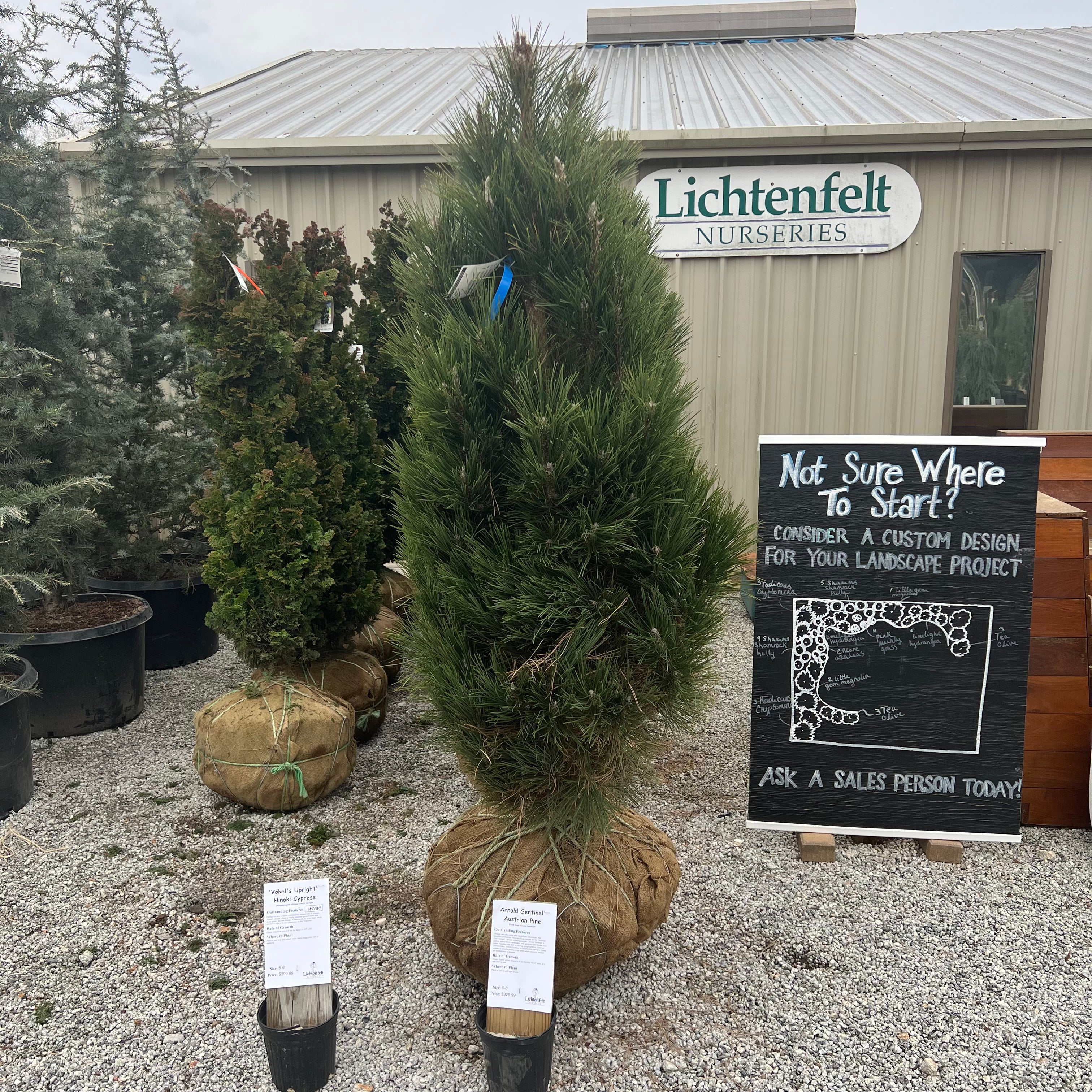 Arnold Sentinel Austrian Pine 5-6&
