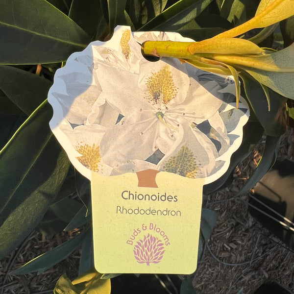 Chionoides Rhododendron 3 Gal