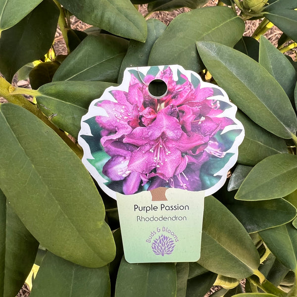 Purple Passion Rhododendron 3 Gal