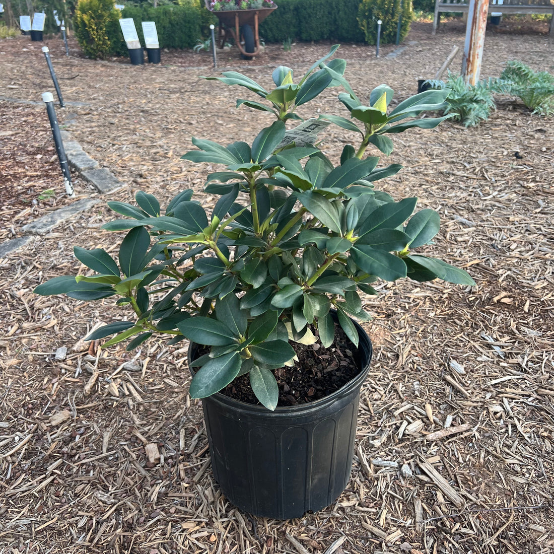 Roseum Elegans Rhododendron 3 Gal