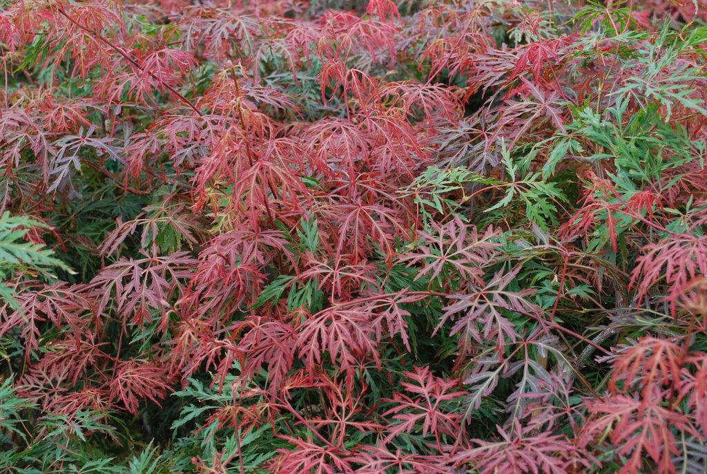 Orangeola Japanese Maple