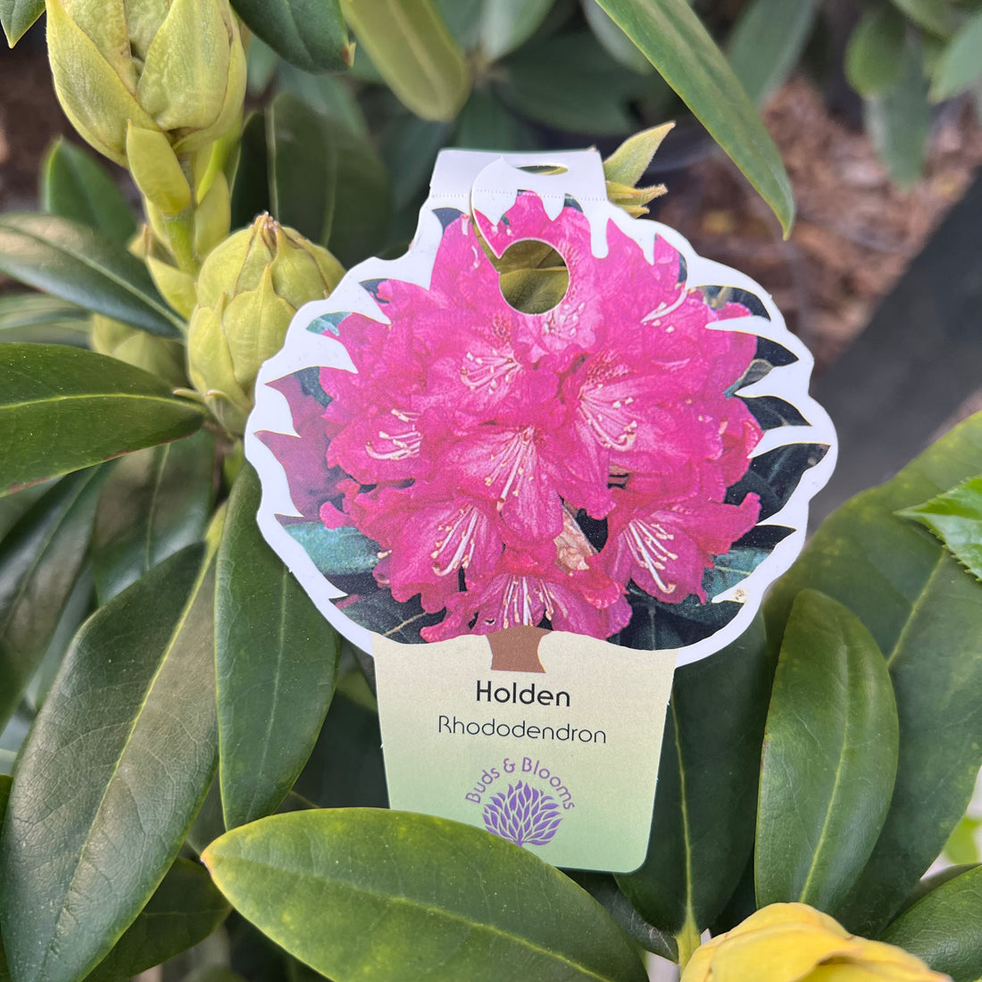 Holden Rhododendron 3 Gal