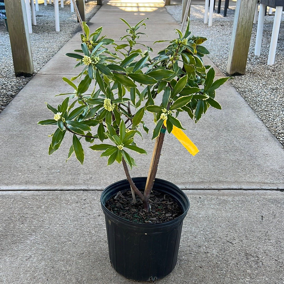 White Variegated Winter Daphne 3 Gal